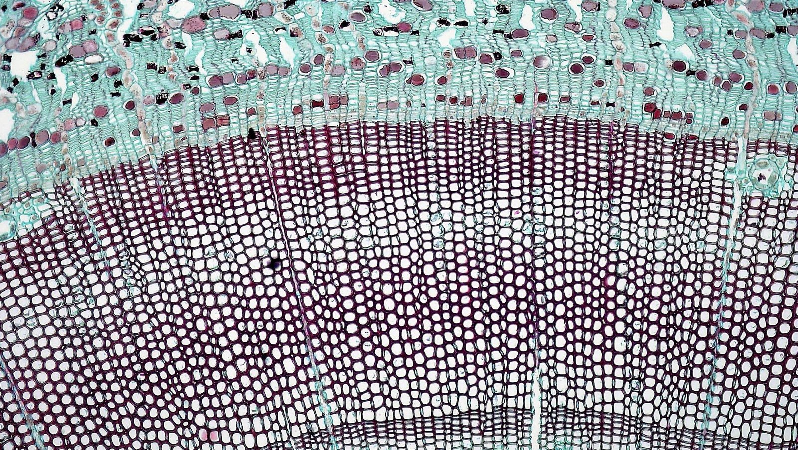 Close-up of a clear, spirally wound industrial filtration membrane element on a white background